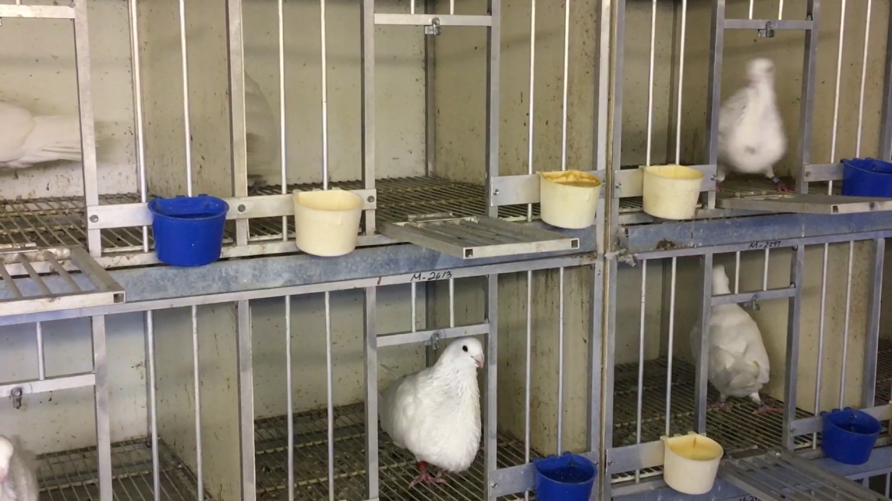 Buchon jienense blancos