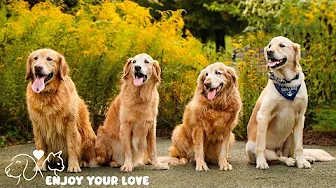 DOG TV: The Best Ultimate Home Alone Anti-Anxiety Solution for Dogs - Video Entertainment for Dogs