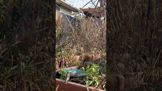 Do birds actually use birdbaths? #garden #gardening #mybackyardgarden #birds #birdwatching