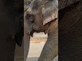 Billionaire Ganesh ji #viralvideo #elephant #shorts #ayodhya #devotees #today #wildlife #ganpati