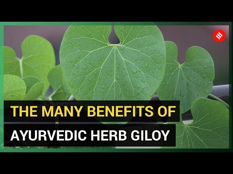 The Many Benefits of Giloy (Ayurvedic