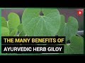 The many benefits of giloy ayurvedic herb