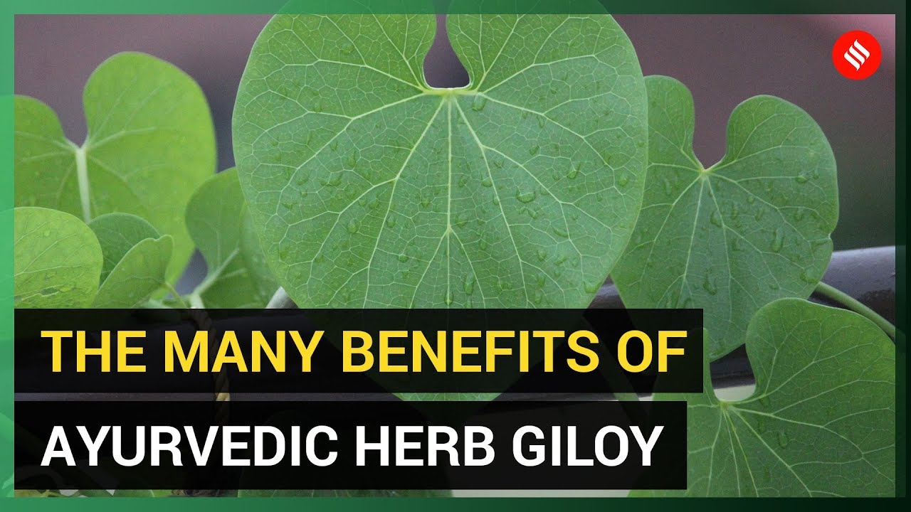 The Many Benefits of Giloy (Ayurvedic Herb)