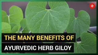 The Many Benefits of Giloy (Ayurvedic Herb) screenshot 2