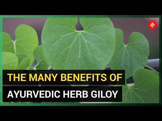 The Many Benefits of Giloy (Ayurvedic Herb) - YouTube