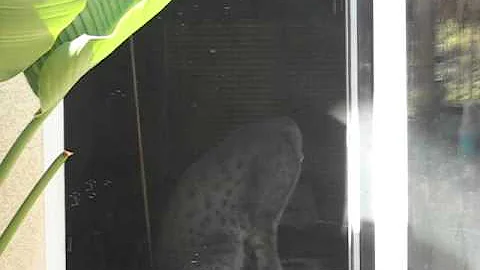 Video 1033401: f2 savannah male, blue savannah