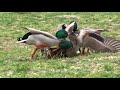 La Cane agressée   - La Roche de Glun  (Drôme) France