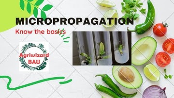 Know about MICROPROPAGATION l Culturing l Hardening l know all the basics