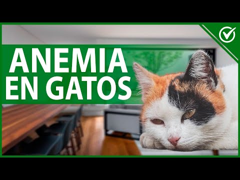 Video: Anemia Debida A Glóbulos Rojos Deformados En Gatos