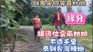 《小夢在台灣》有人說既然要種地何必跑到台灣  大陸那麼多地  呃……我只能說這是命裡註定的緣分……純屬命運安排