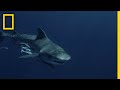 Tiger Sharks: Behavior and Characteristics