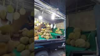 Download Lagu DEKAT LOKASI SYUTING IKATAN CINTA BANYAK PENJUAL DURIAN LHOOO... MP3