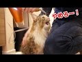 ドライヤーが大嫌いな猫