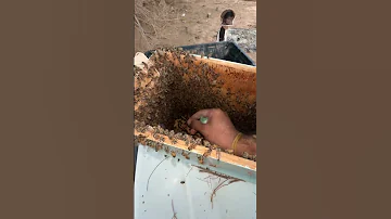 بعد تنزيل طرد النحل نبحث عن ملكة النحل ونضعها في قفص ملكات النحل لين يستقر النحل داخل الصندوق 