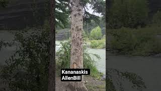 walking#kananaskis#peacefulwalking