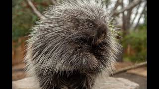 What's Your Toughts On This Animal? #8