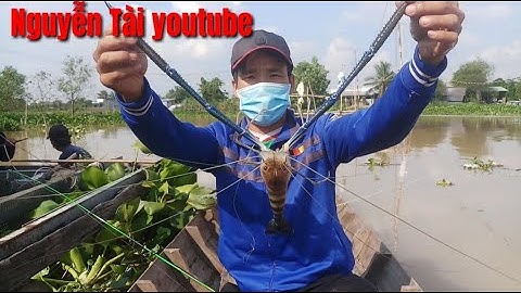 Câu tôm mùa dịch/lên toàn tôm khủng/Nguyễn tài youtube