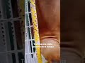Todos los créditos al autor del video.