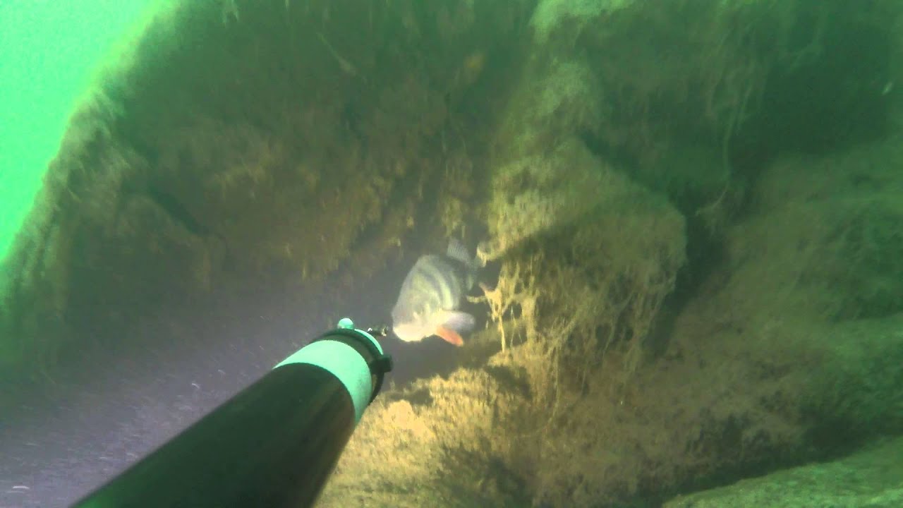 окунь 600 грамм