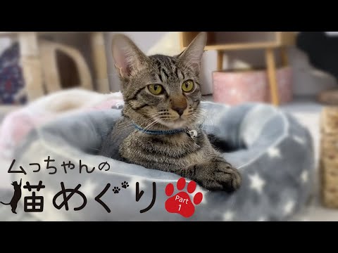 茨城 保護 猫 カフェ 茨城 保護 猫 カフェ