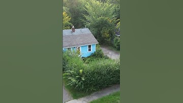 Crazy hedges knocked down! Property transformation. #satisfyingvideo #asmr