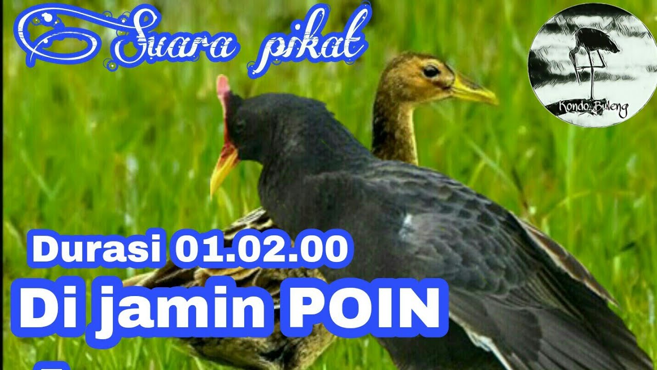 Terbaru....!!! Suara pikat AMPUH untuk burung Ayam-ayaman sawah. 