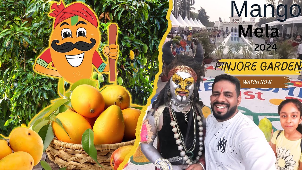 Mango Mela Pinjore Garden 3000 Variety Pinjore Mango Mela YouTube mango-mela-pinjore-garden-3000-variety-pinjore-mango-mela-youtube