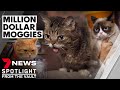 Million dollar moggies: the internet-famous cats earning smiles and plenty of cash | 7NEWS Spotlight