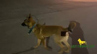 Malinois Puppy Exposure at Night | Mink | Prospective Police Dog Puppy