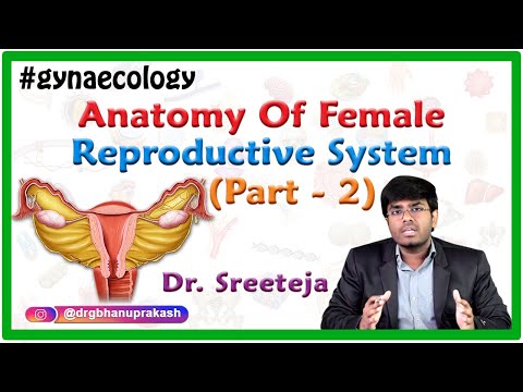 Anatomy of Female reproductive system Part 2 - Uterus and Cervix - OBG Lectures FMGE