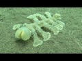 Video: Sinh vật kinh dị dưới đáy biển Bali Video: Sinh vật kinh dị dưới đáy biển Bali