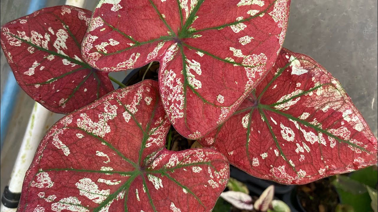 มานะบอนสีโทร0641793057