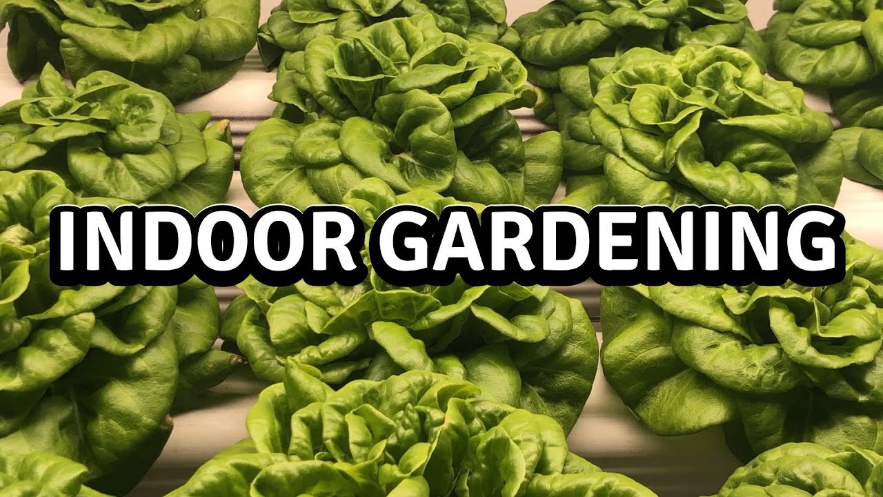 AUGUST Indoor Garden