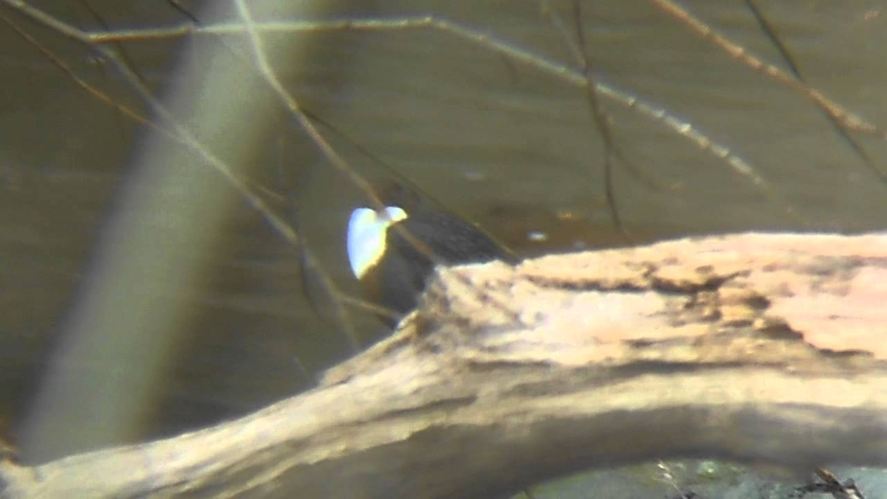 photography en español Dipper