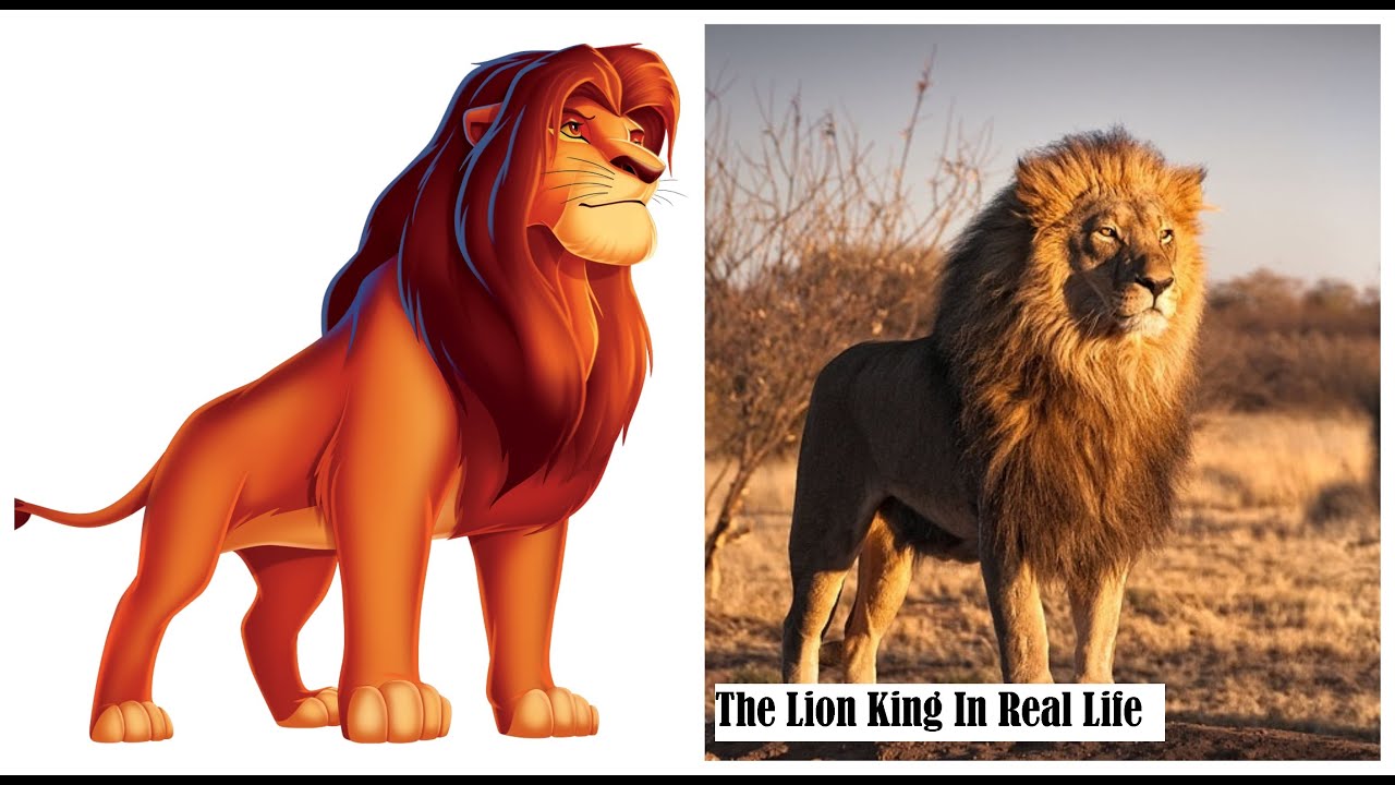 The Lion King In Real Life 👉BIG BANG YouTube