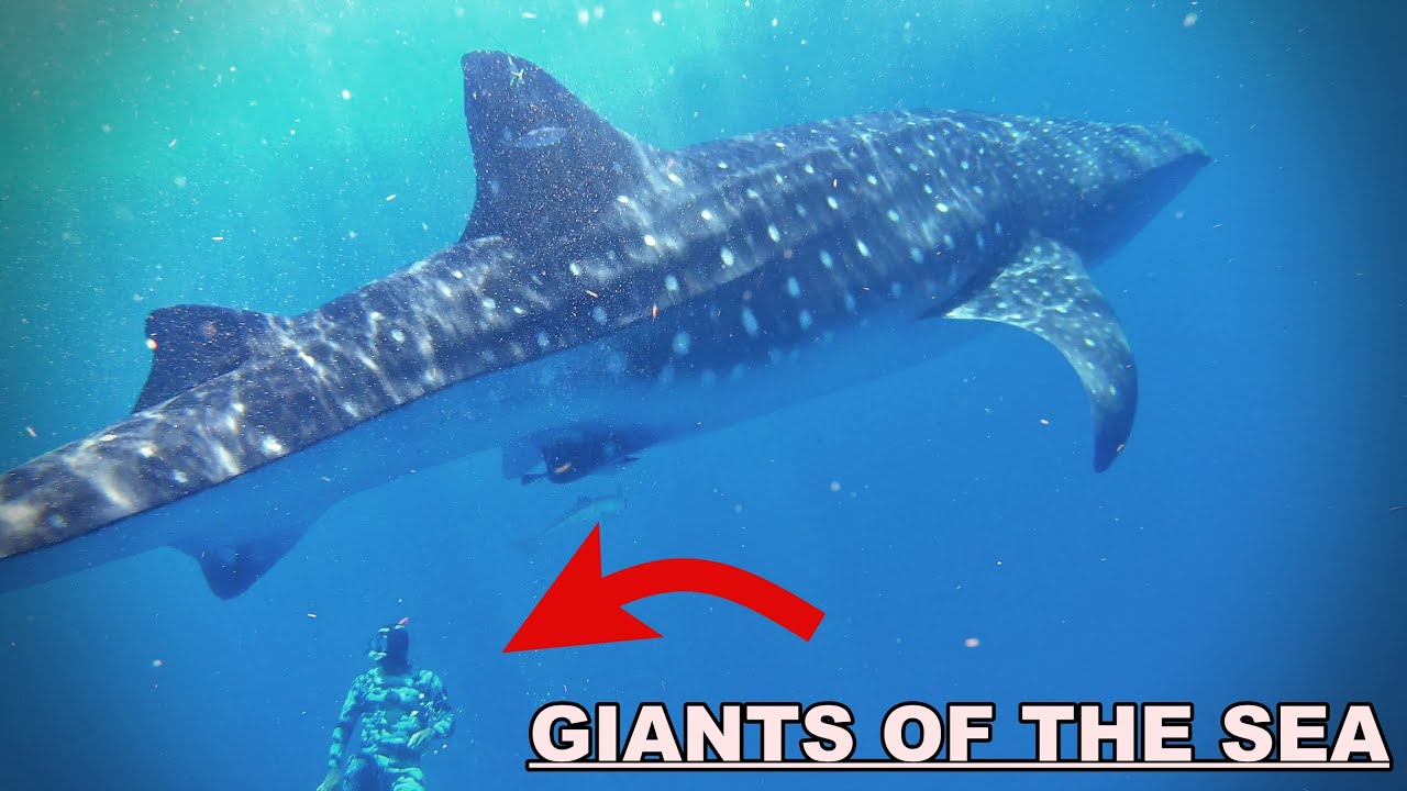 Free Diving with Giant Whale Sharks. - YouTube