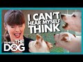 Deafening Dog is World's Biggest Victoria Stilwell Fan! | It's Me or The Dog