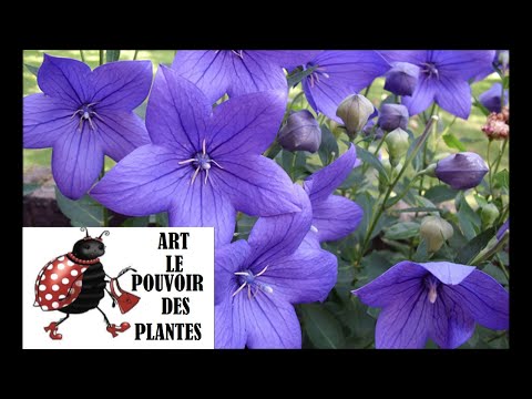 Vidéo: Balloon Flower Plant - Cultiver des fleurs en ballon dans votre jardin