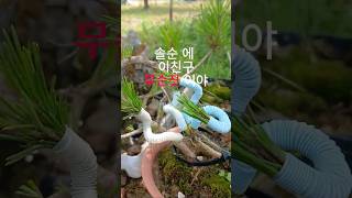 소나무 솔 순 가지 정리 #bonsai #bonsaitree #pinetree