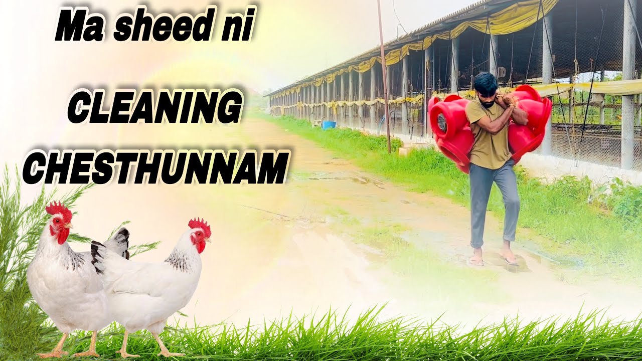 Poultry farm cleaning