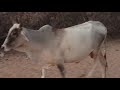 Life in Winter at Village of Desert | Evening Routine in winter | Village Life Pakistan |