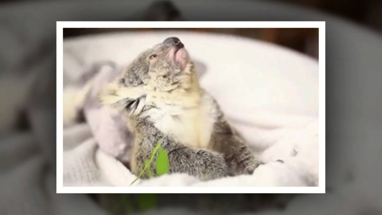 Collection of the best jokes and funny animals. WOW-club 