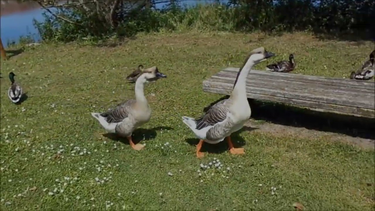Les oies du marais de Villers-Blonville (Calvados)