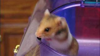 The Rappin' Hamster - Confessions Pt. III (4) Profile