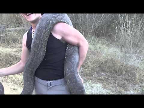 RAW Adrenaline - African Rock Python capture and relocate