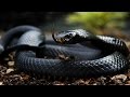Топ 7 самых ядовитых змей в мире. Опасные змеи