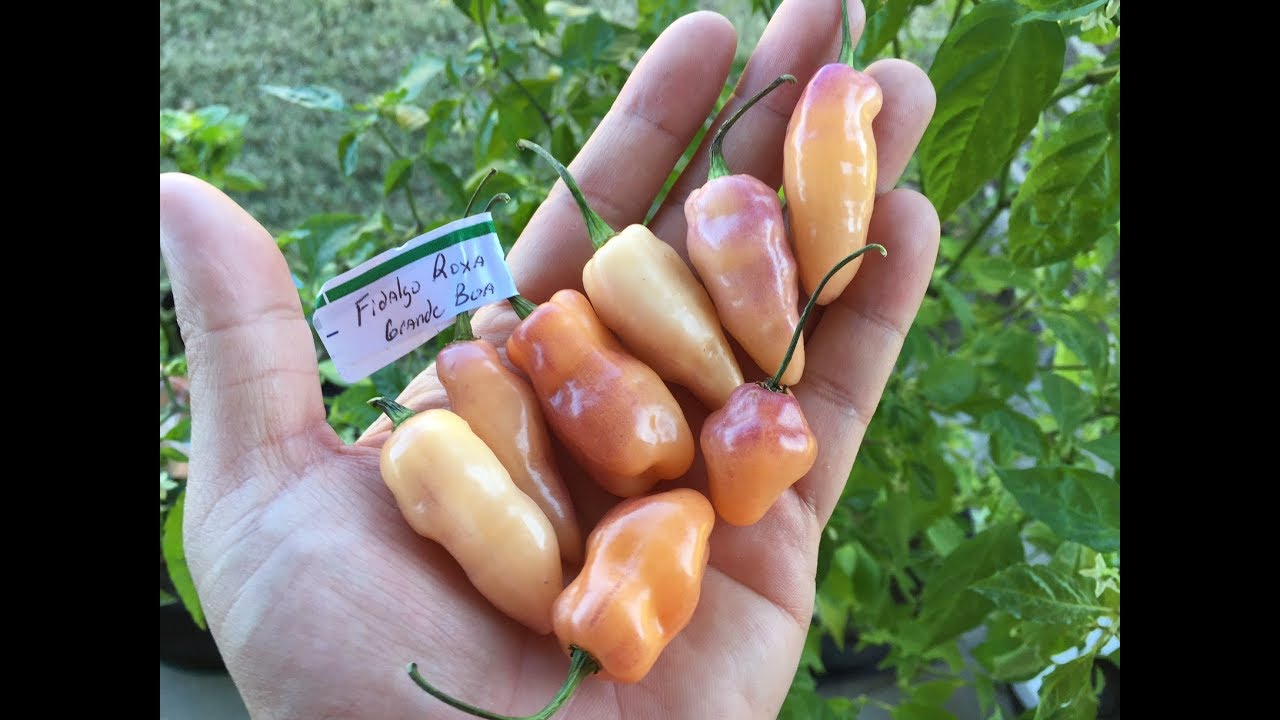 What's That Pepper Ep54 - Fidalgo Roxa x Grande Boa