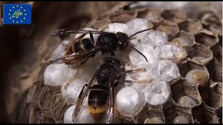 LIFE STOPVESPA Life for the Bees ITA  documentario completo