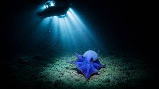 Scientists Found a New Octopus Species in the Galápagos… And It Was Hiding in Plain Sight