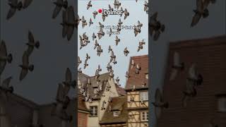 The Magic of Alsace: Christmas in Strasbourg & Fairy Tale Colmar 🎄✨ | France Travel Guide